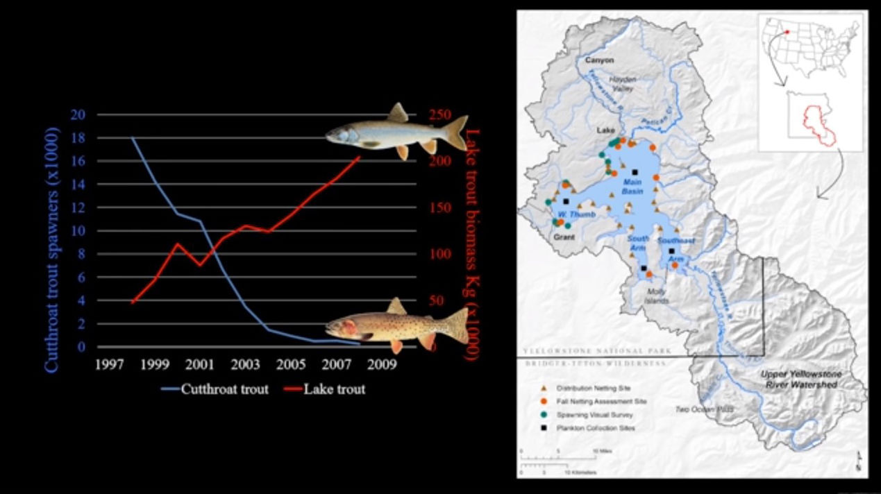 Lake trout surge